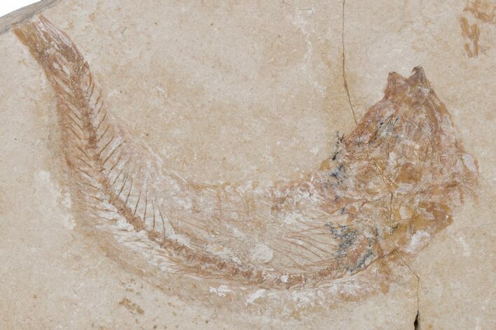 Cretaceous Fossil Fish - Lebanon #218833